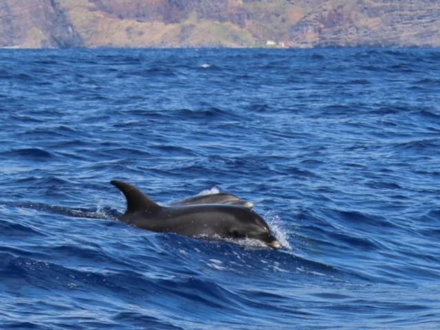  Avistamiento de delfines en Madeira (1)