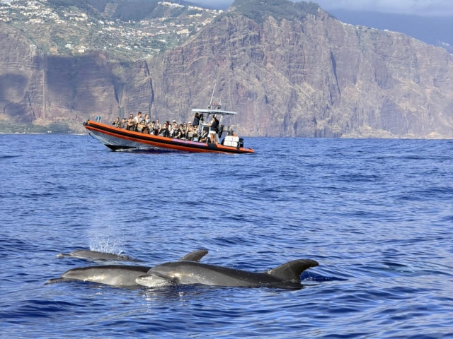 Observação de cetáceos no Funchal, 2'5 horas