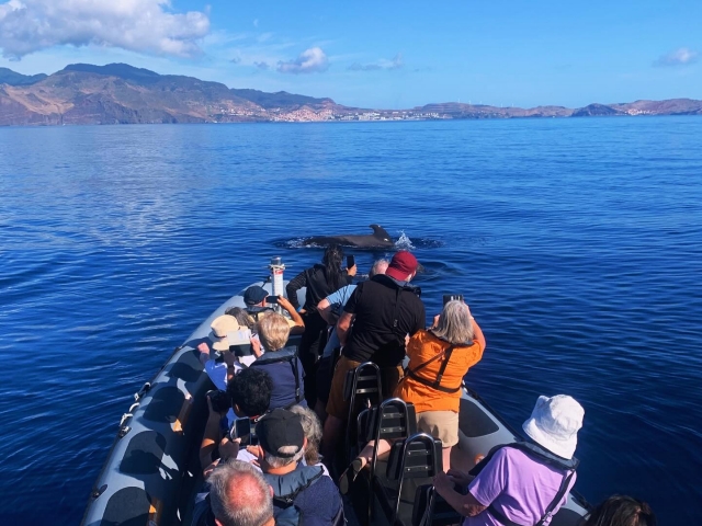  Avistamiento de ballenas en Funchal 
