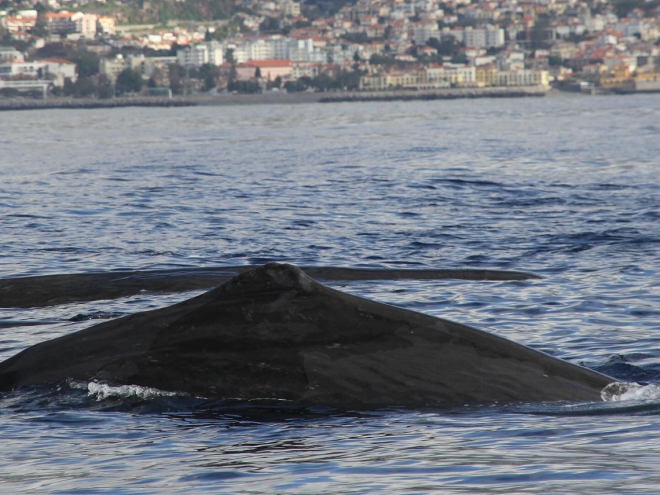 Avistamiento de ballenas Avistamiento de ballenas