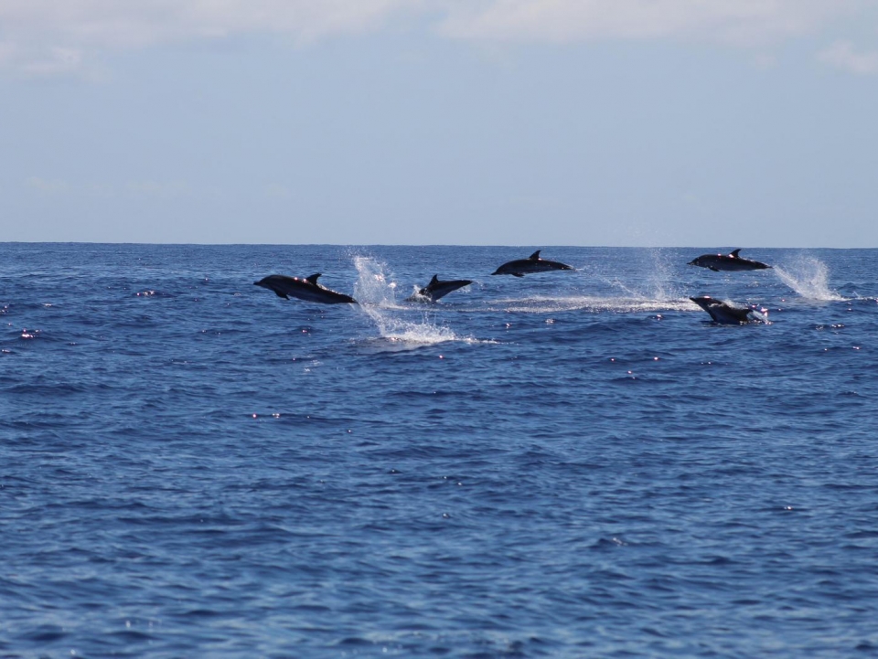 Salto de delfines Salto de delfines
