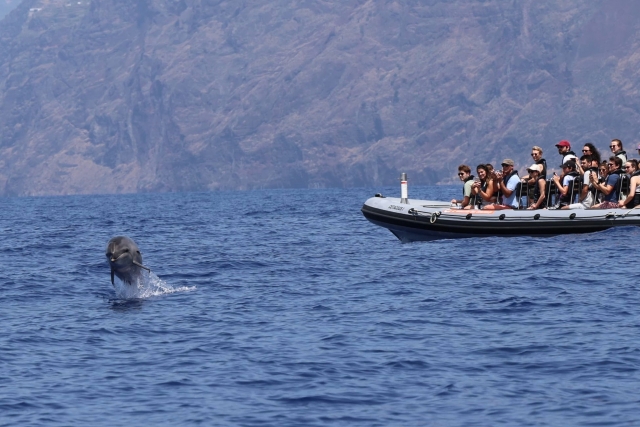  Delfinspringen auf Madeira 