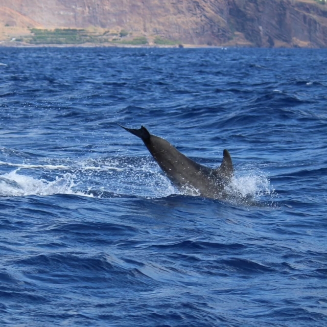  Delfinbeobachtung auf Madeira 