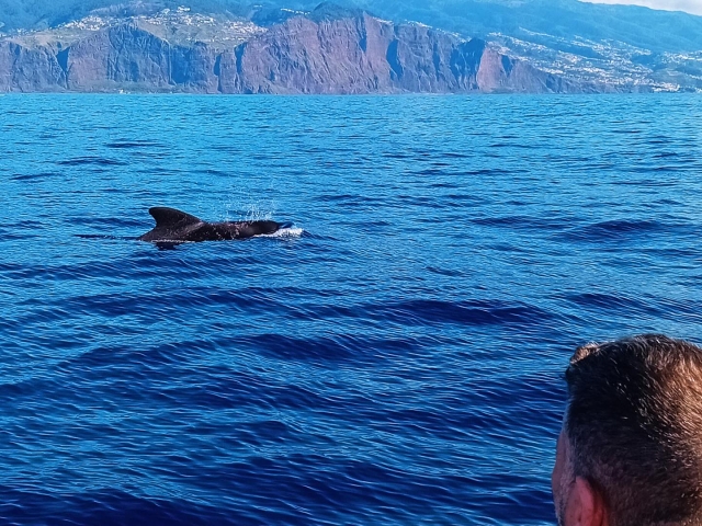  Delfine in Funchal 