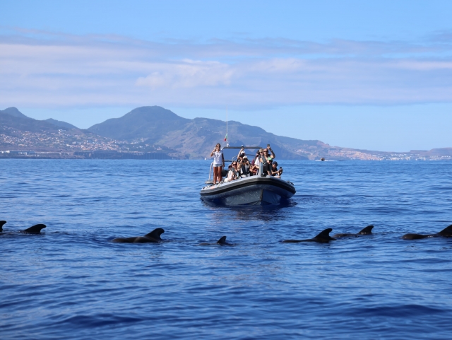 Observação de cetáceos no Funchal 2'5h, crianças