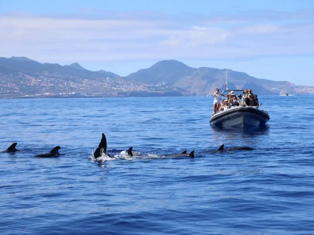  Wale in Madeira