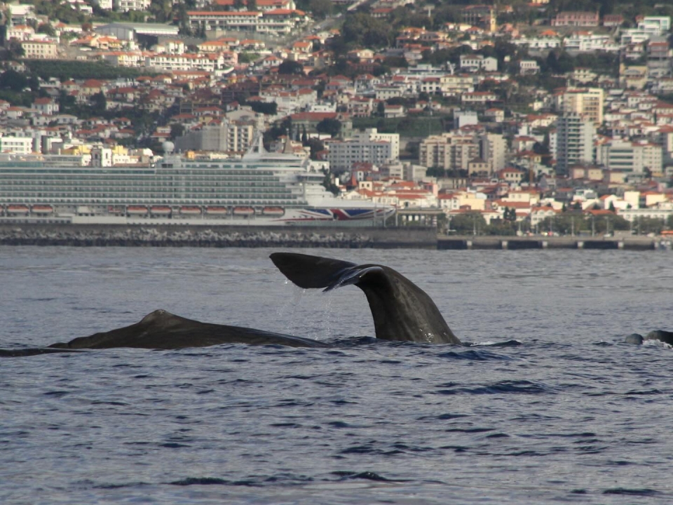 Wale beobachten auf Madeira Wale beobachten auf Madeira