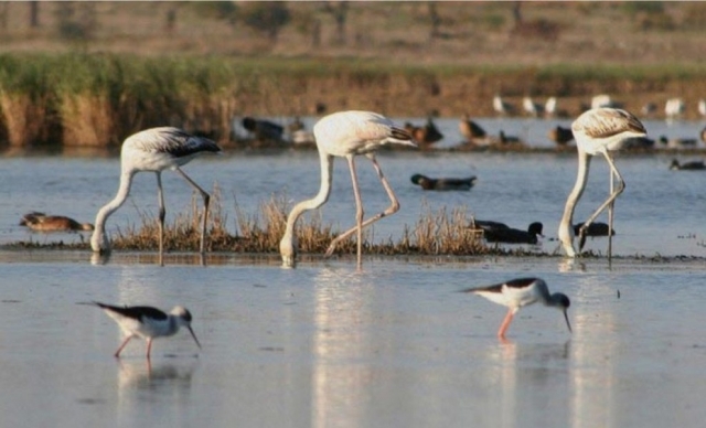  Ria Formosa 自然公园的动物群 