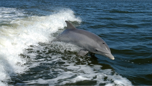  Sailing with dolphins in the Algarve 