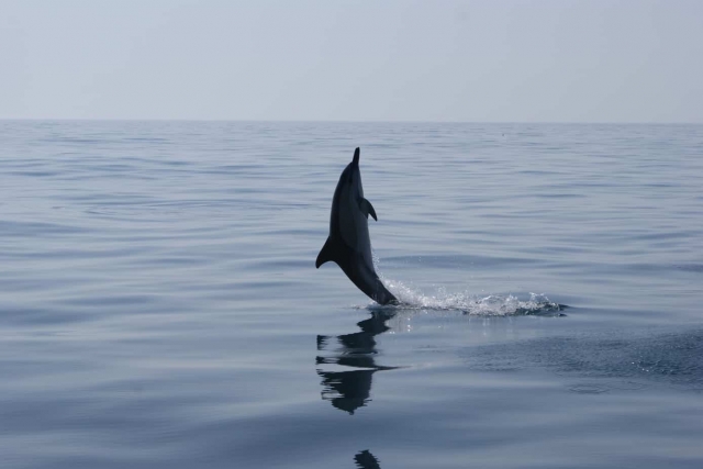  I nostri amici delfini 