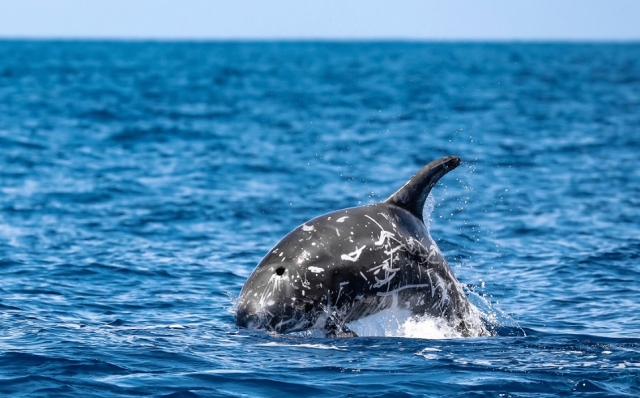  Delfin Risso 