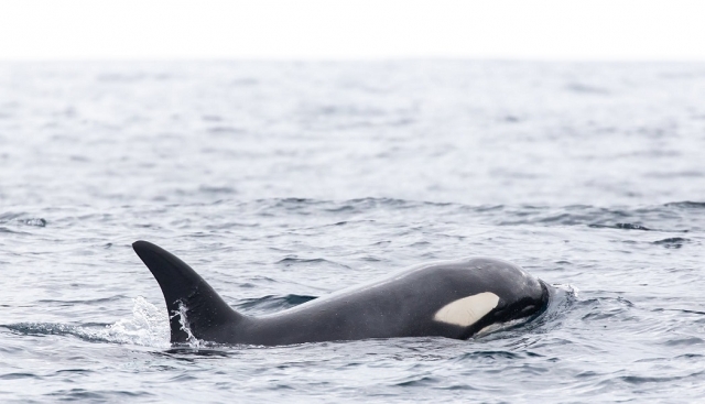  Männlicher Orca 