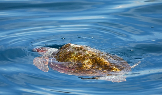  Meer Schildkröten 