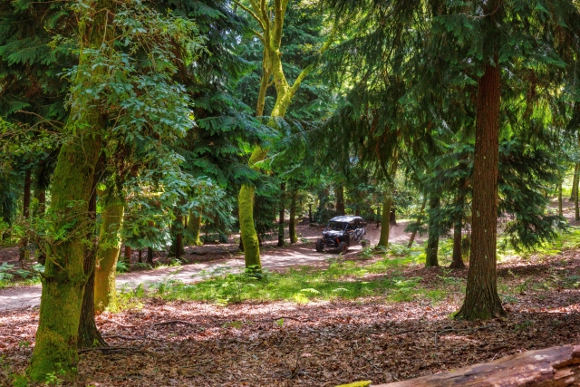  Come and drive our buggies 