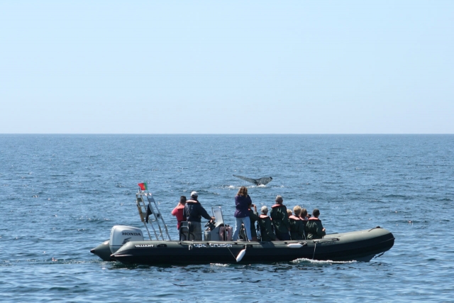  Barca dove puoi vedere i delfini 
