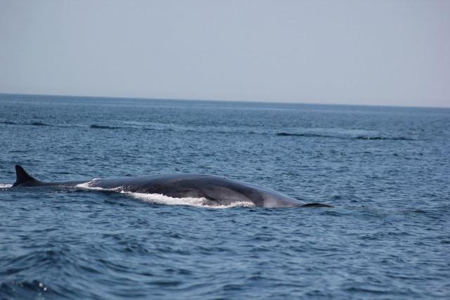 Ballena en la superficie 