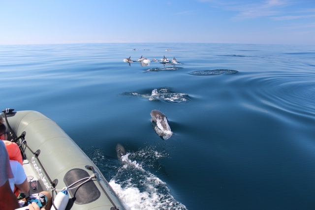 Manada de delfines 