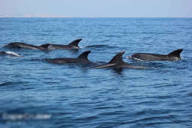 Delfines nadando en manada