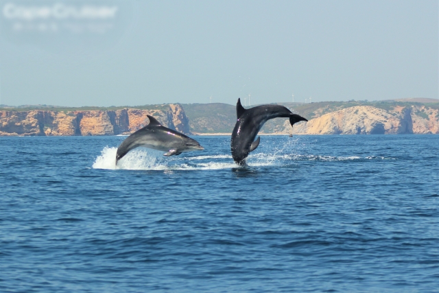 Avistamiento de delfines