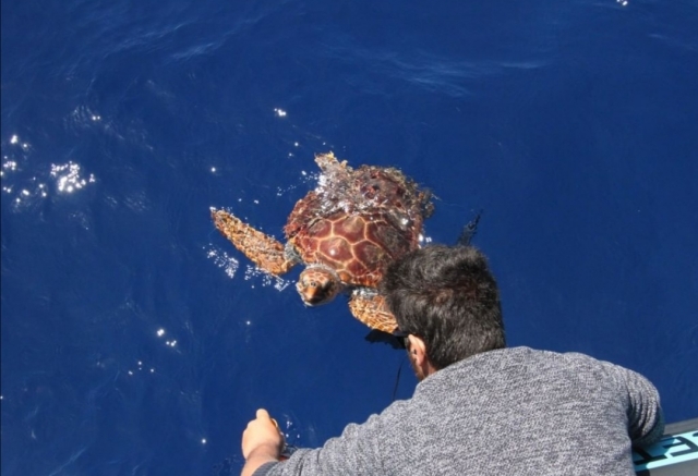  Mit einer Schildkröte 