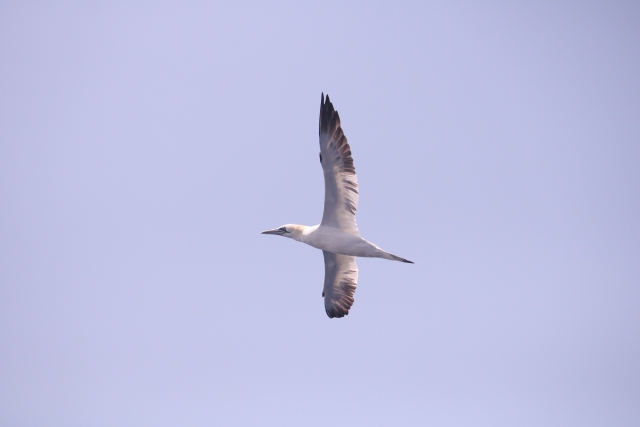  Flug über das Meer 