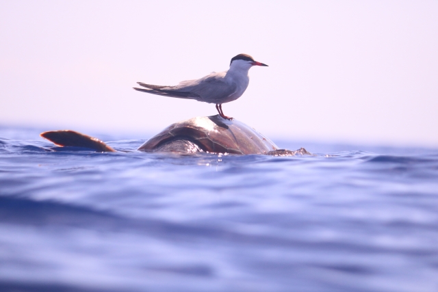  Inselfauna