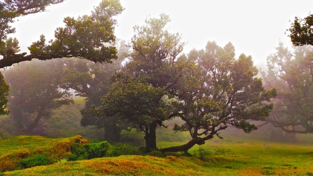 Vegetation des Gebiets 
