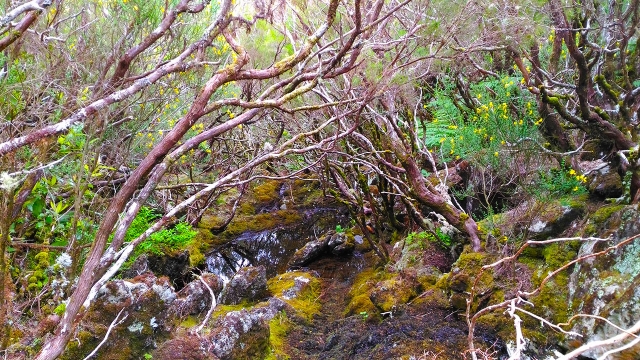  Vegetation des Gebiets 