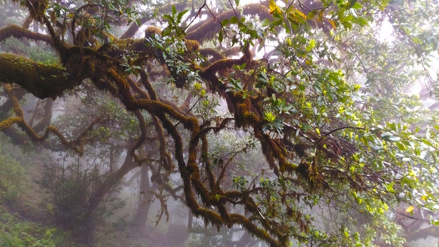 Madeira Vegetation 