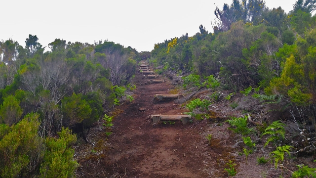  Laurissilva Forest 
