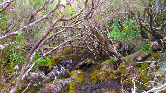  Shrubs