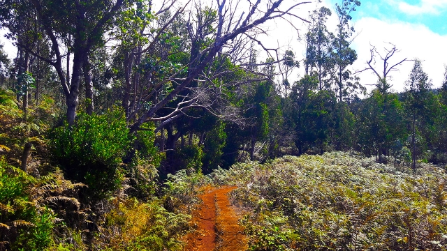  Laurissilva-Wald 