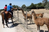 Passeio a cavalo 1 hora pelas vinhas de Bucelas (Lisboa)