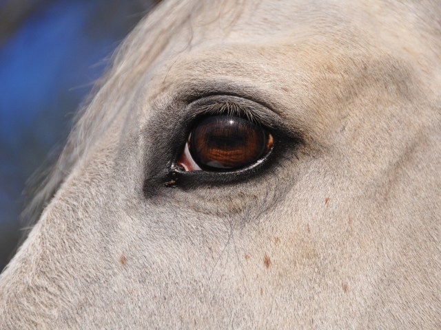 Caballo