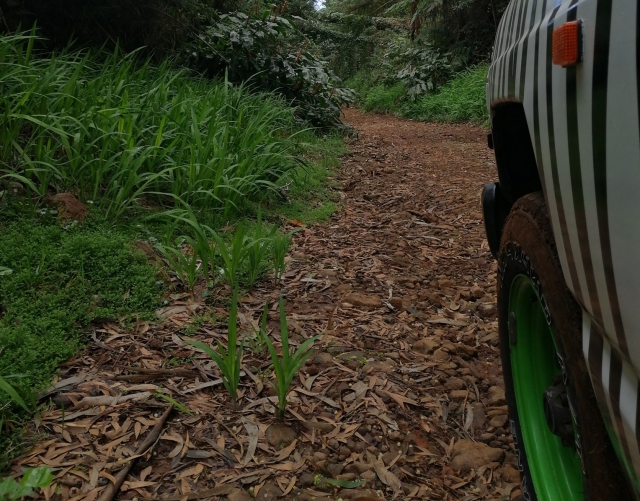 Madeira en 4x4