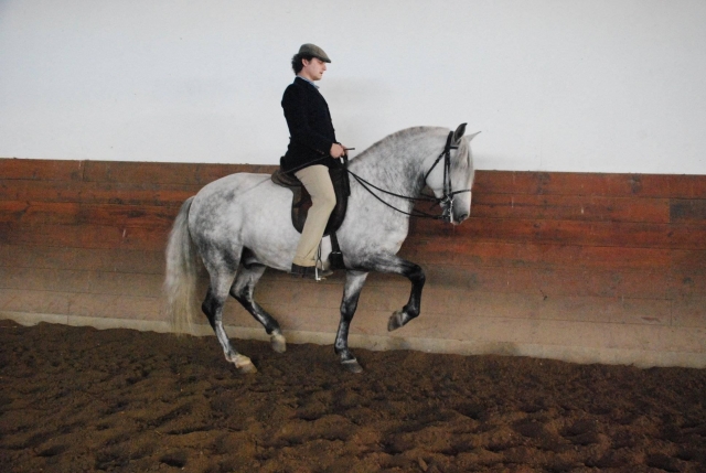 Über das Pferd 