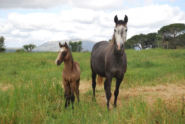  Lusitano-Hengste 