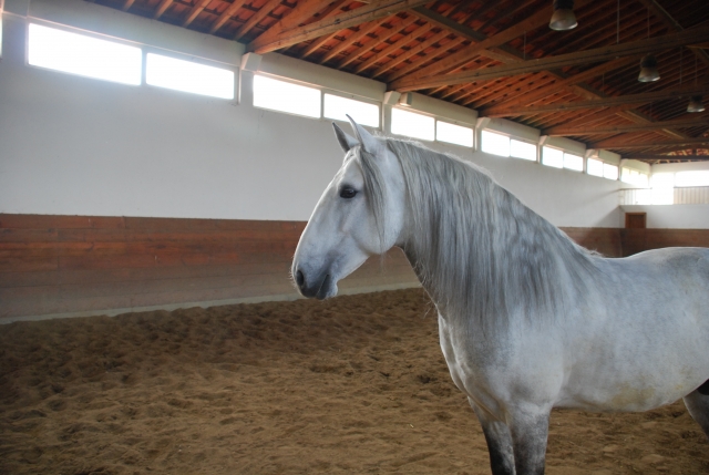  Lusitano-Pferd im Reitplatz 