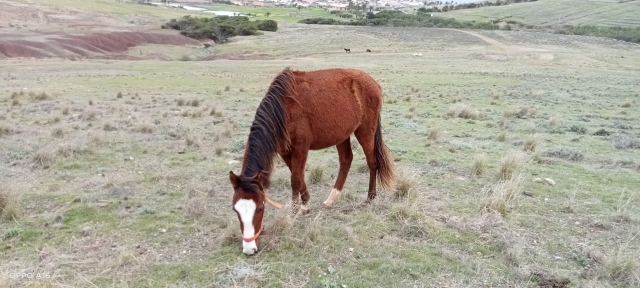  Eines unserer Pferde weidet auf dem Gras 
