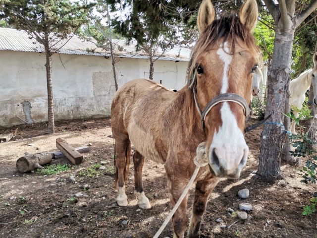  Um cavalo descansando nas nossas instalações 