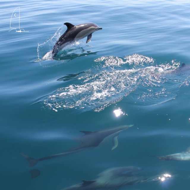  大西洋中的海豚 