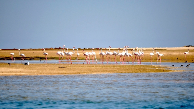 Los flamencos que habitan en la Ría Formosa