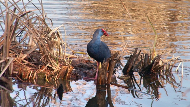 Pájaros en Ría Formosa
