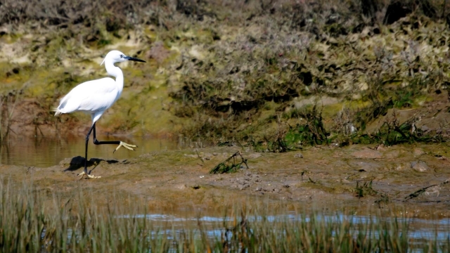 Diferentes especies de aves