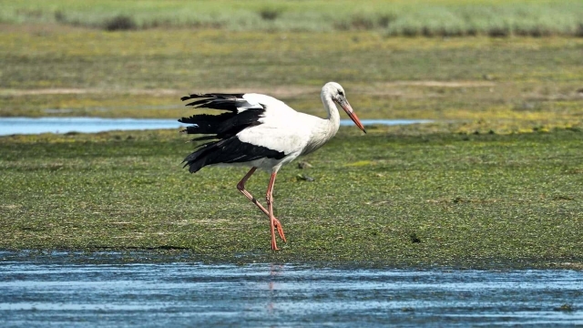  Uccelli visti dal kayak 