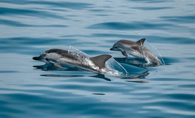 Osservazione dei cetacei lungo la costa di Troia 