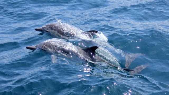  Una coppia di cetacei che nuotano nell'Atlantico 