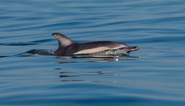 Un delfino ci saluta 