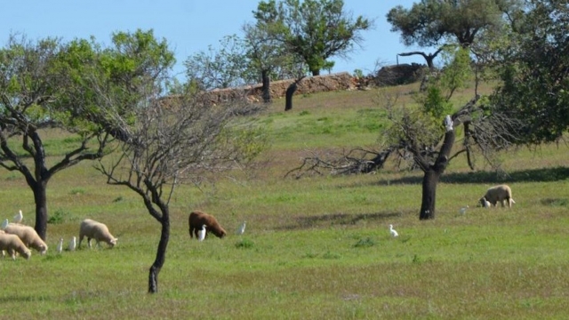  Auf Safari an der Algarve 