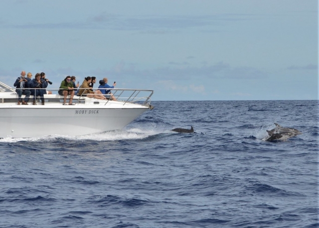 Promenades en bateau 